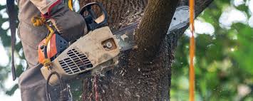 Best Tree Health Inspection  in Fort Montgomery, NY