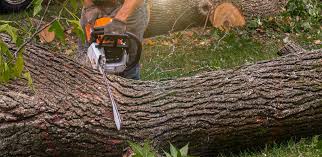Best Root Management and Removal  in Fort Montgomery, NY