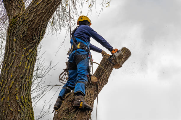 Best Emergency Tree Removal  in Fort Montgomery, NY