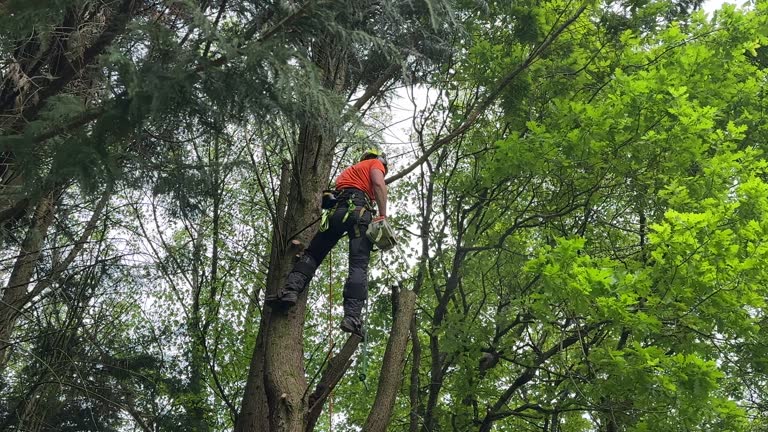 Best Seasonal Cleanup (Spring/Fall)  in Fort Montgomery, NY