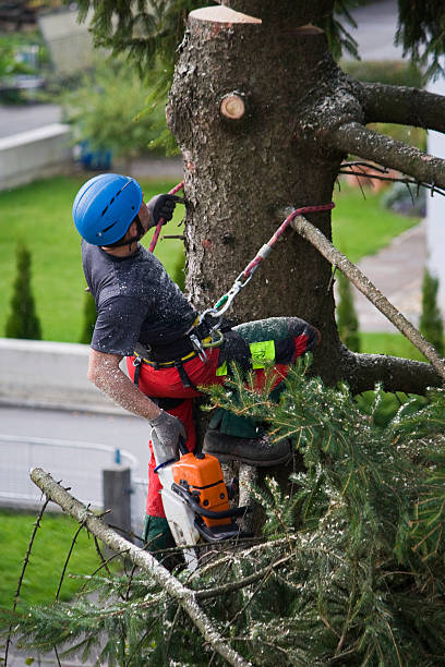 Best Utility Line Clearance  in Fort Montgomery, NY