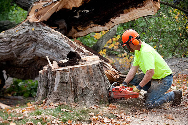 Best Palm Tree Trimming  in Fort Montgomery, NY