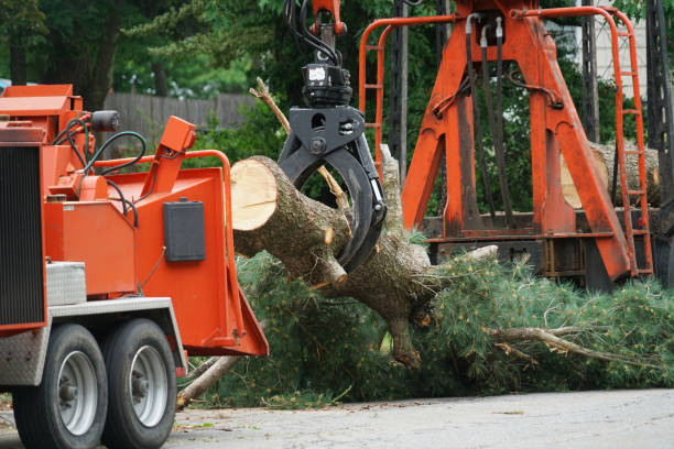 Best Tree Cabling and Bracing  in Fort Montgomery, NY