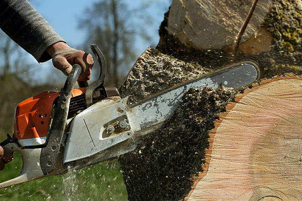 Lawn Pest Prevention in Fort Montgomery, NY