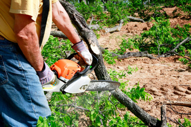 Best Stump Grinding and Removal  in Fort Montgomery, NY